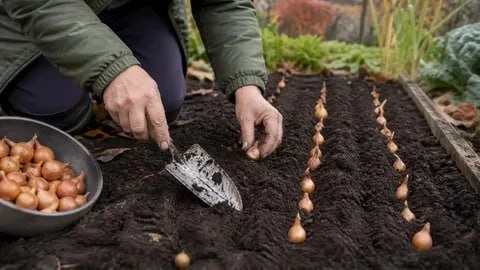 Посадка озимого лука: секреты крупных головок 🧅❄