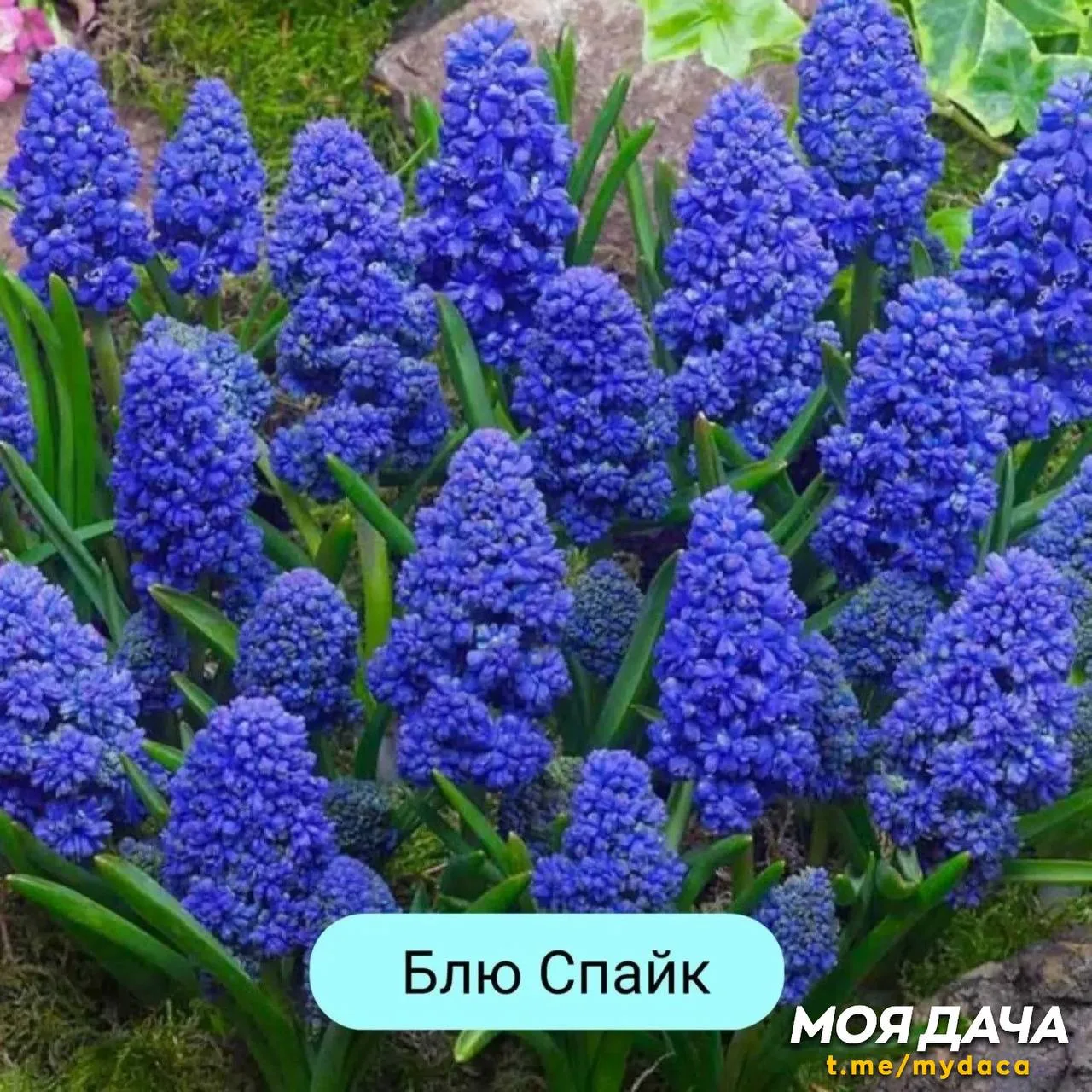 Мелколуковичные: крокусы и мускари 💐