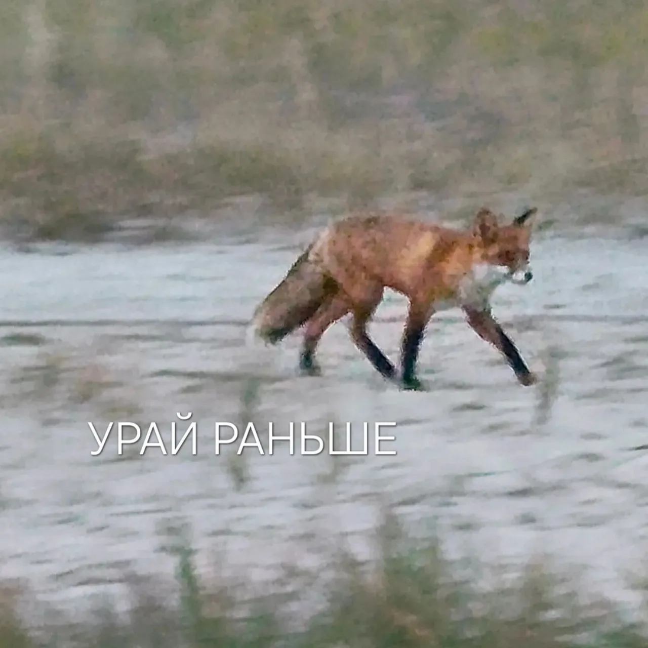 ⚡Рыжая дошагала до центра города.