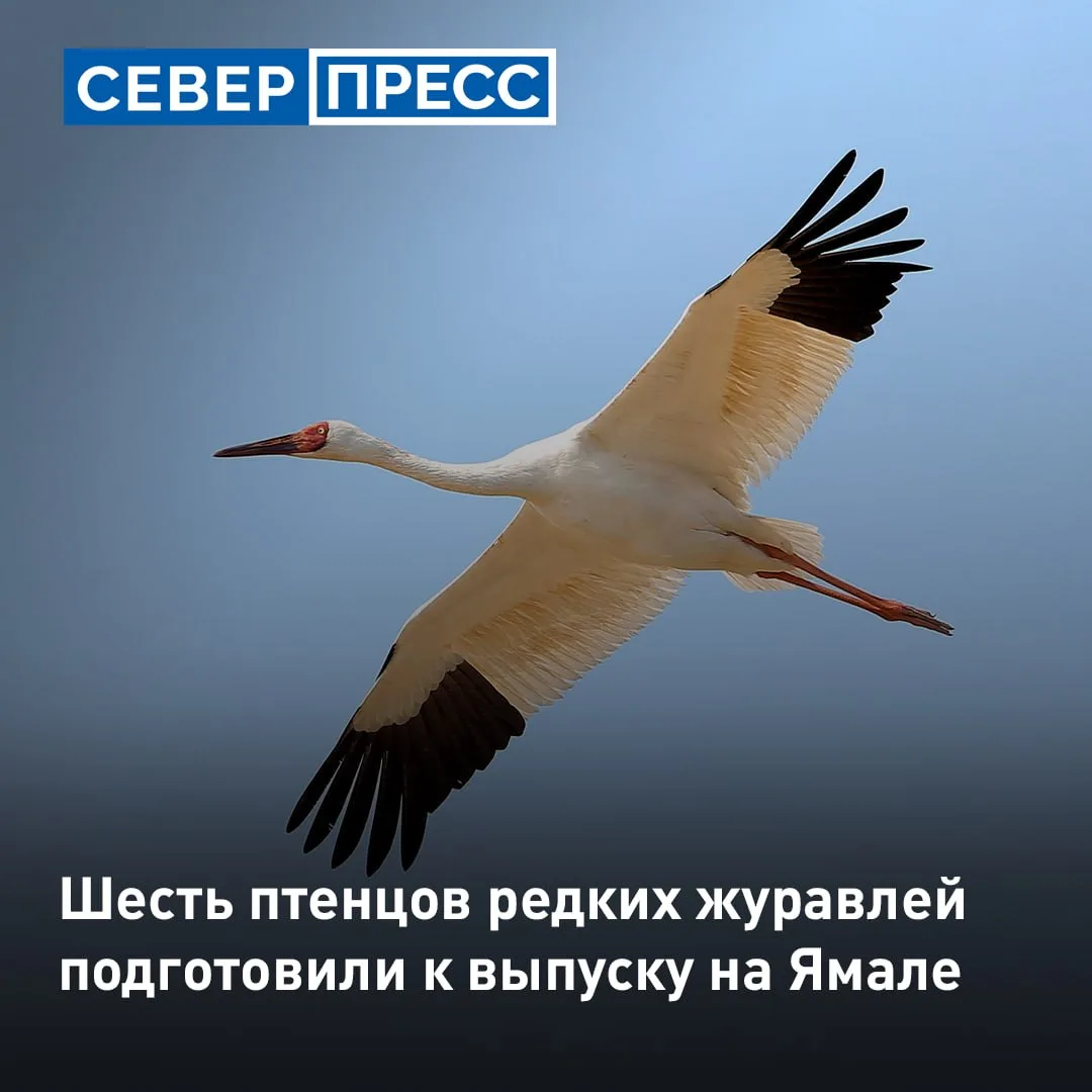 Шесть птенцов стерхов планируют выпустить на Ямале в начале следующего лета. Птиц отпус...