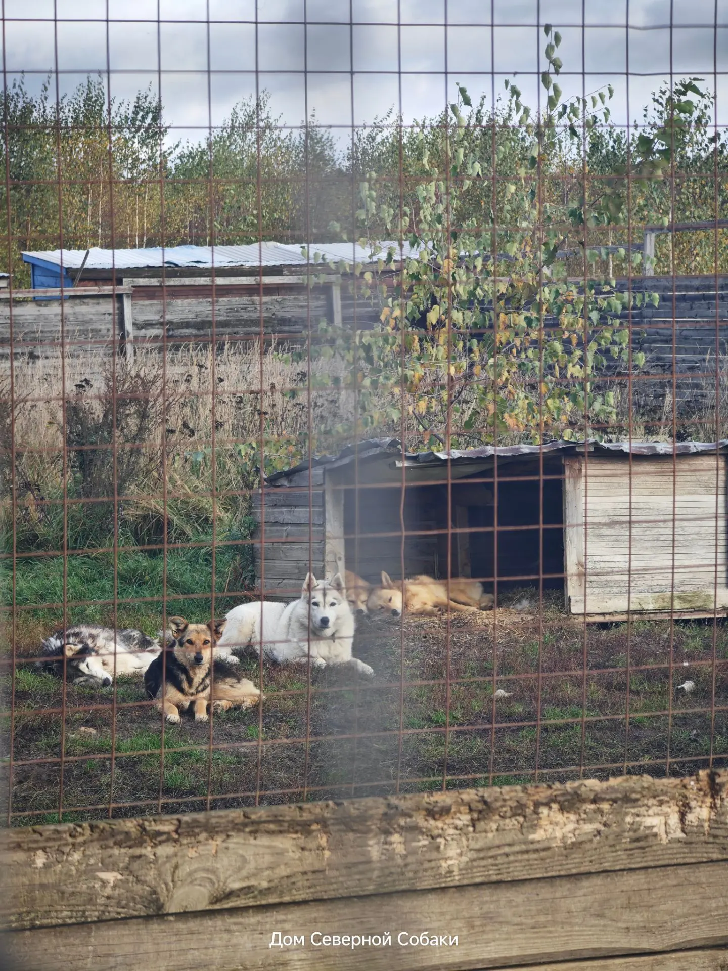 Гарем Хучика: