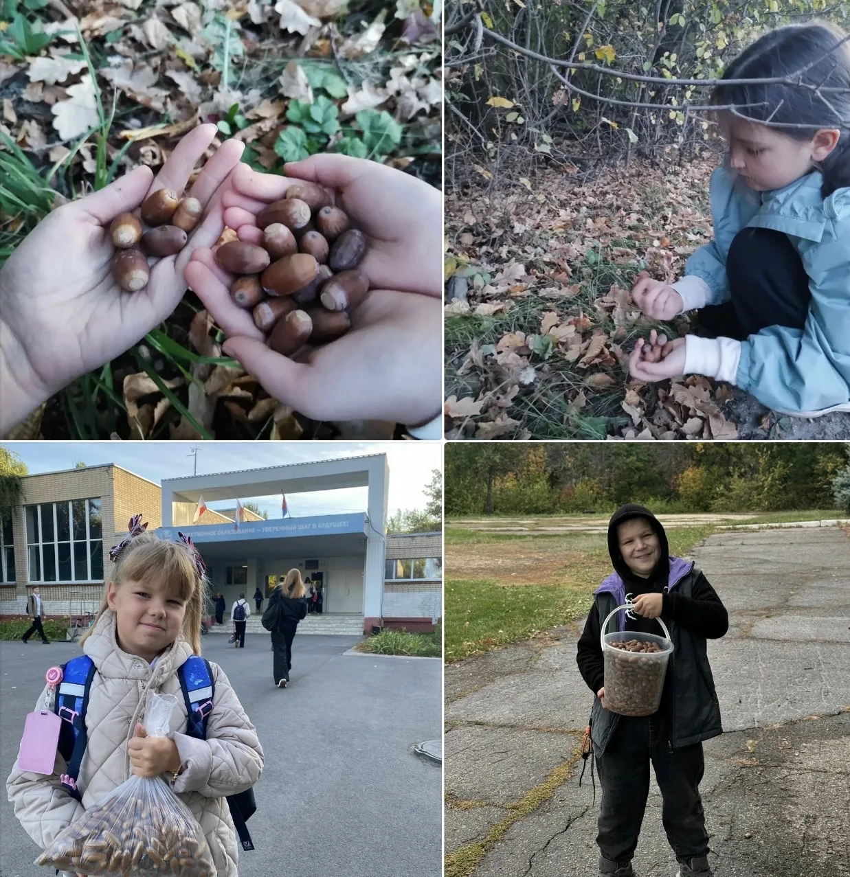 🌳🌱АКЦИЯ « РАЗЫСКИВАЮТСЯ ЖЕЛУДИ» ЗАВЕРШИЛАСЬ!