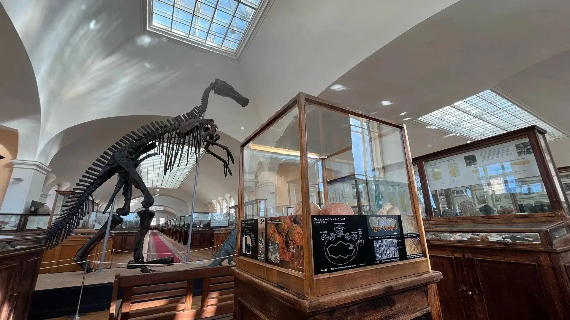 Яйца динозавров возрастом 100 млн лет теперь можно увидеть в Петербурге 🦕