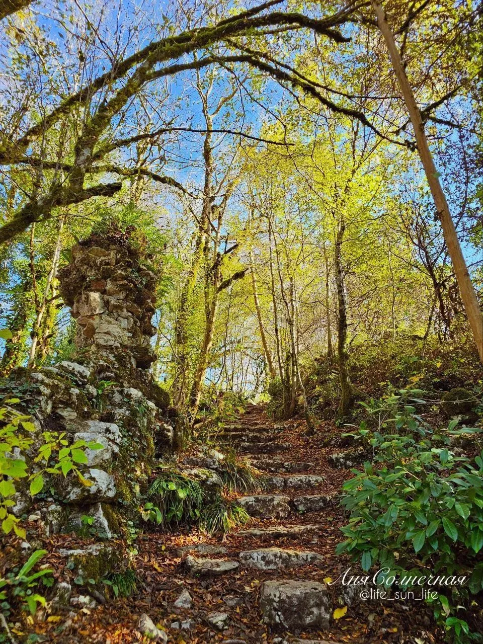 🌲 Заповедник «Тисо-самшитовая роща»