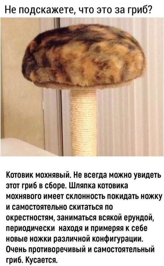 Публикация