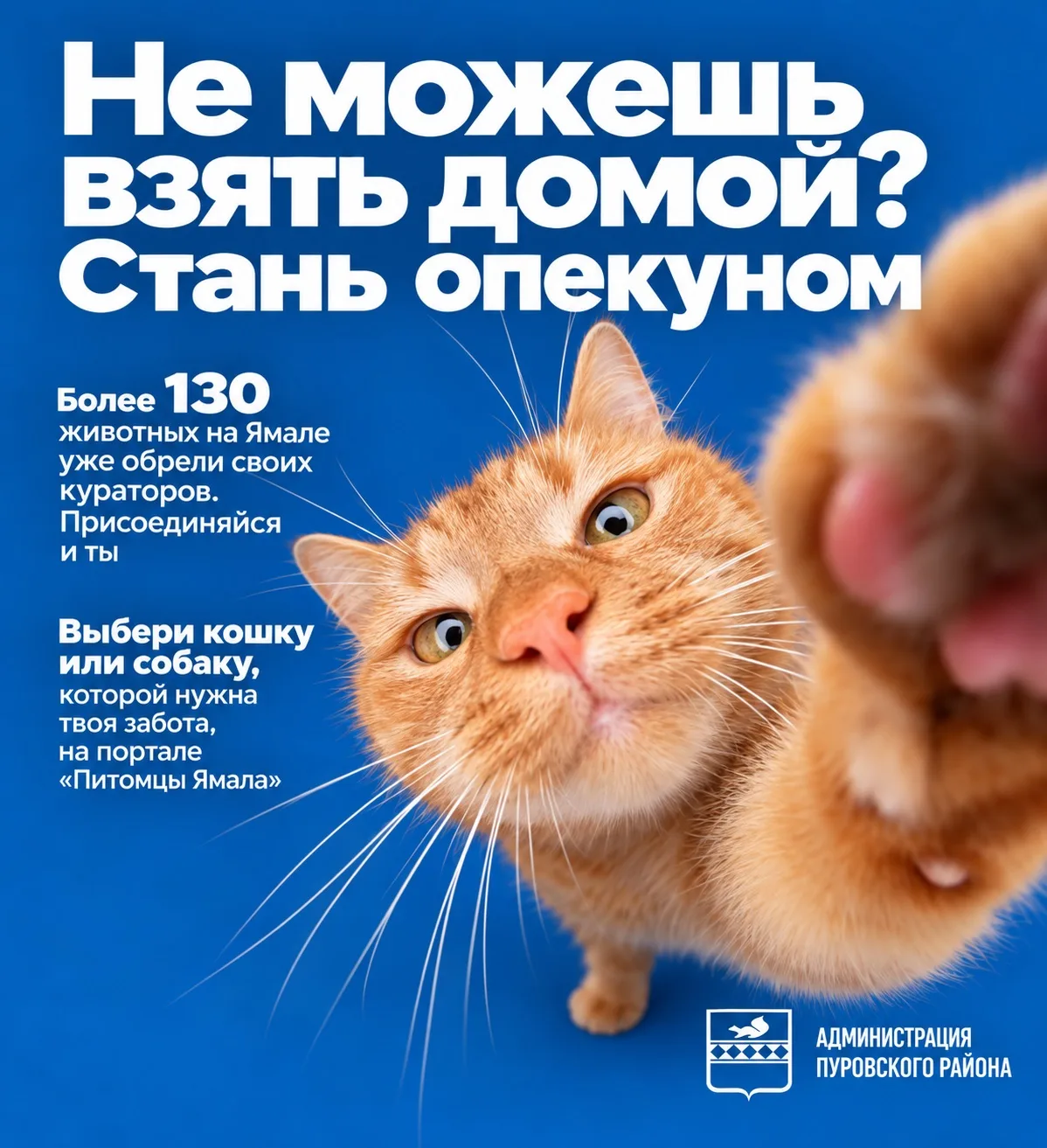 🐾 На Ямале более 130 животных обрели опекунов благодаря акциям «Мой кот» и «Мой пёс»