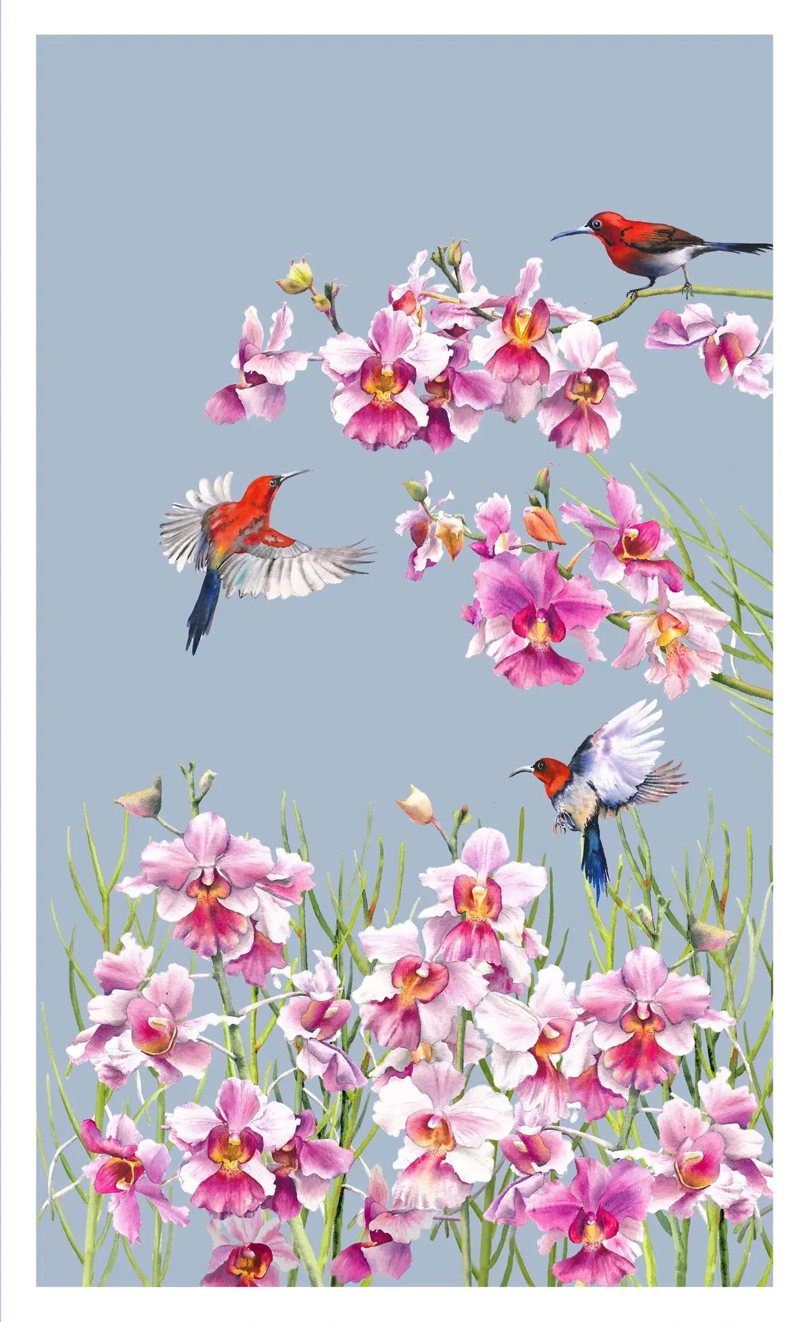 🌸 𝗢𝗿𝗵𝗶𝗱 𝗼𝗳 𝗦𝗶𝗻𝗴𝗮𝗽𝗼𝗿𝗲