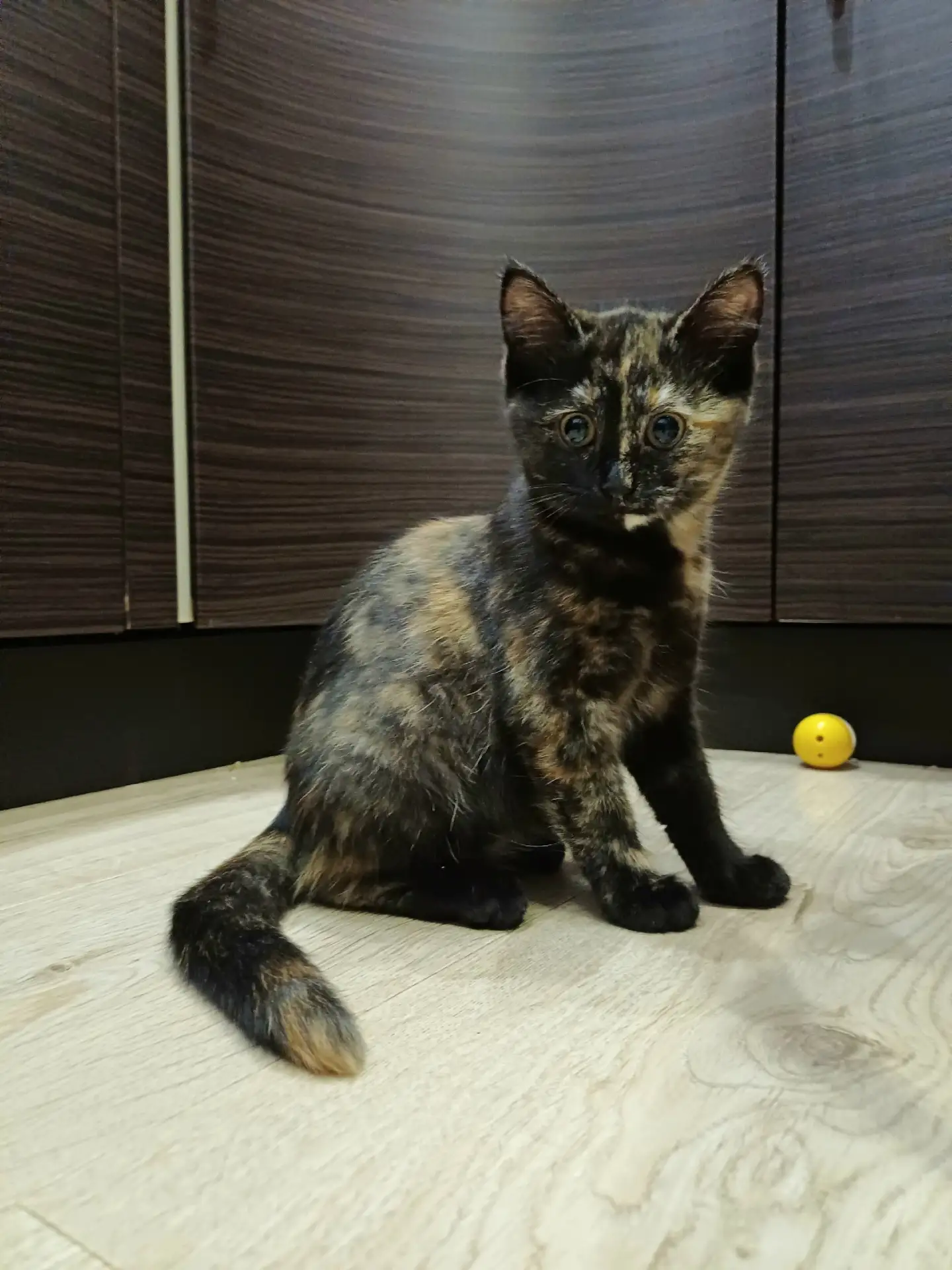 🏡 ДВЕ СЕСТРИЧКИ ИЩУТ ДОМ! 🐾❤