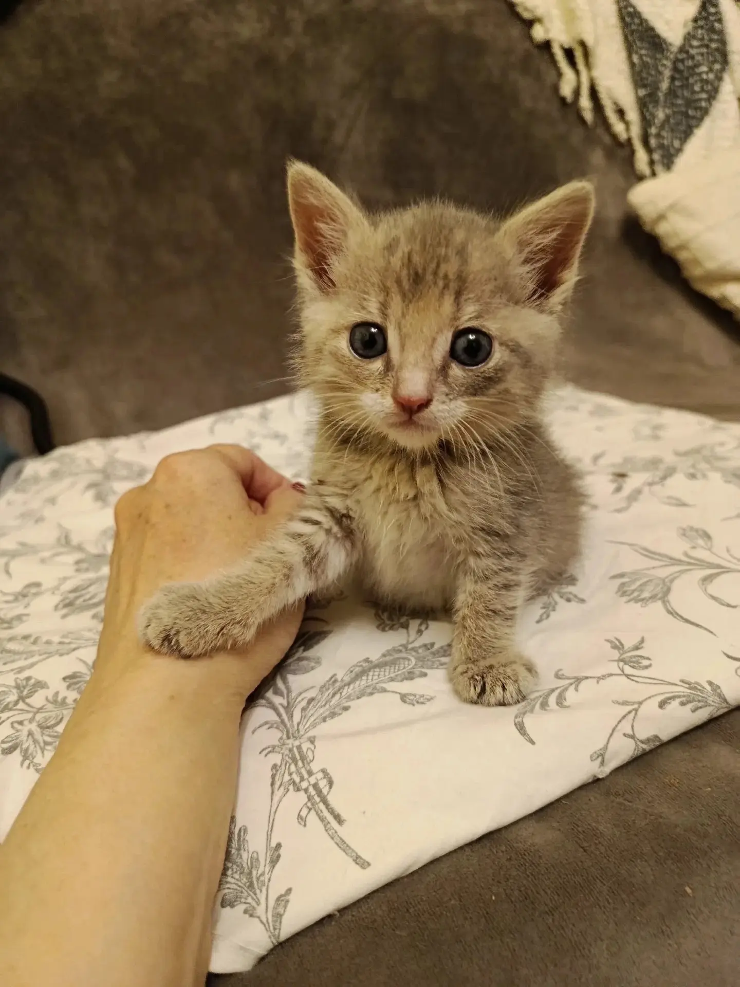 🐾 В ПОИСКАХ ДОМА