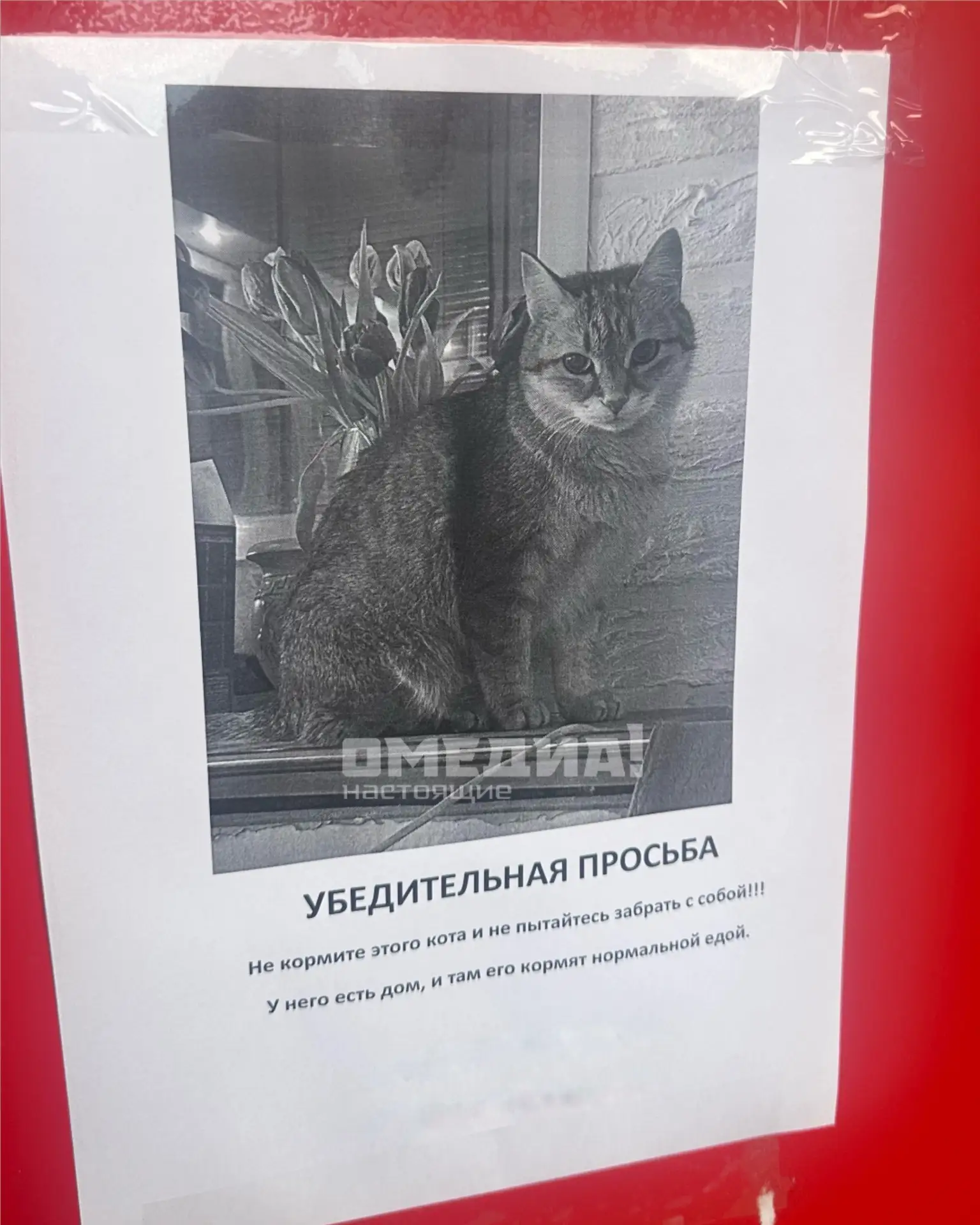 Объявление у одного из магазинов на Комсомольском проспекте. Мимо этого кота невозможно...