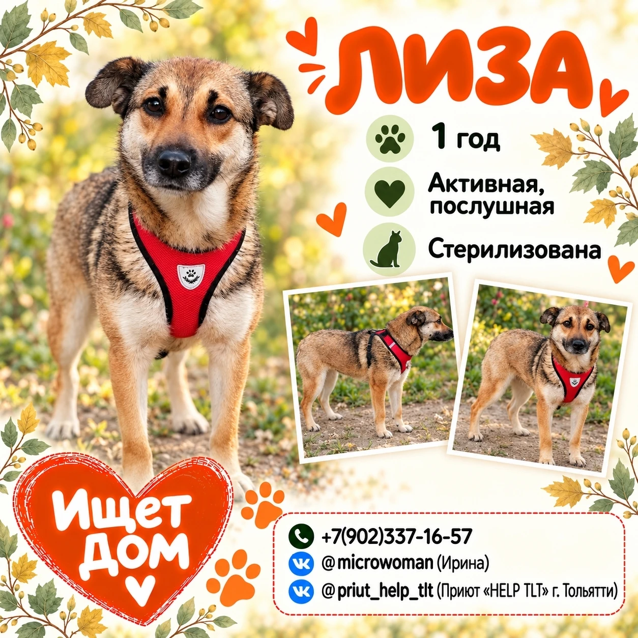 🐶 Друзья, Лиза встречает людей так, будто каждого давно ждала: радуется, виляет хвости...