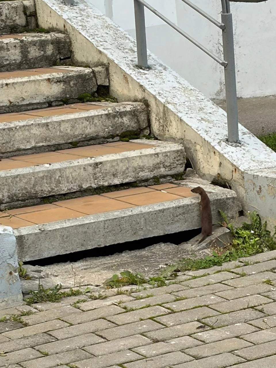 🐾 В Дрожжино заметили ласку!