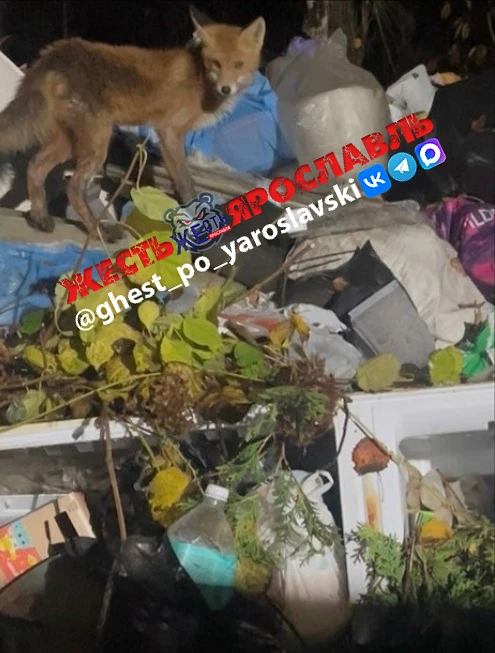 Ярославцы постоянно жалуются на «Хартию», а вот Патрикеевна довольна😁