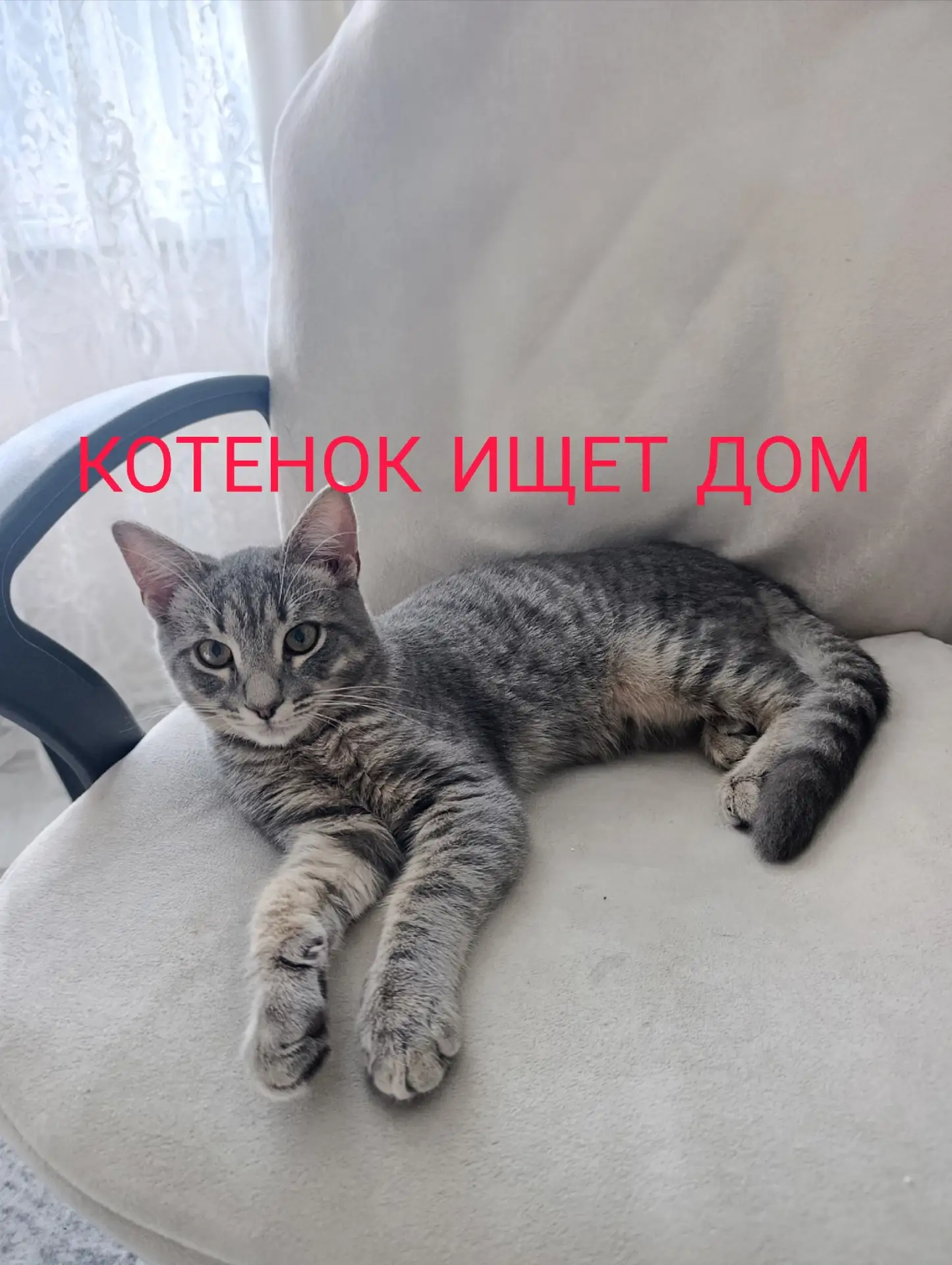 СРОЧНО! Котенок на передержке ищет дом. Кличка Серый 4 месяца. Малыша выгнали из дома! ...