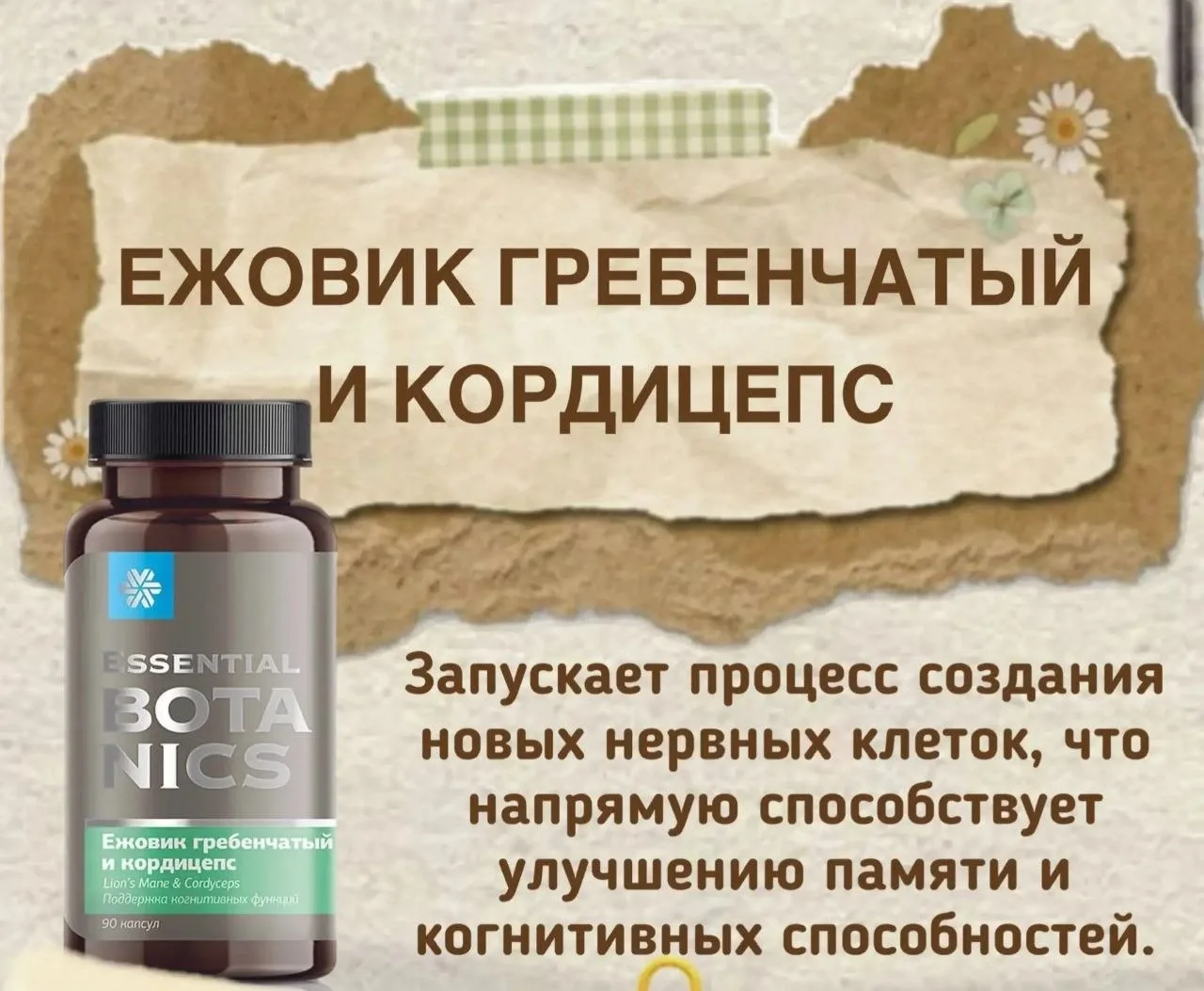 🍄 Ежовик гребенчатый + кордицепс — мощный дуэт для мозга: