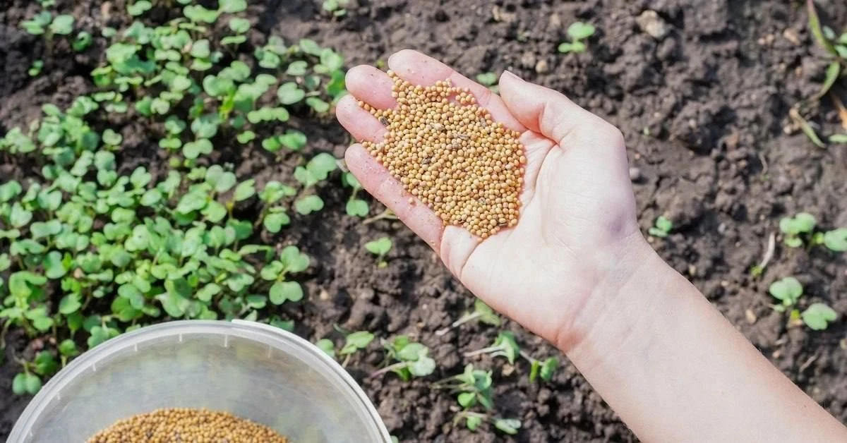 🌱 Горчица на участке очень полезная