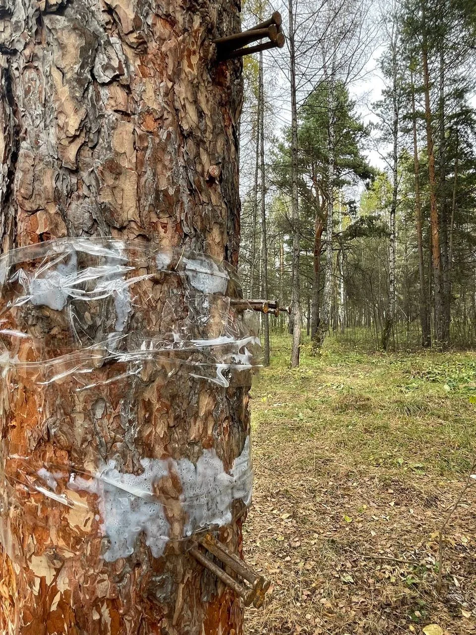 🌲 В Челябинске подростки устроили лагерь в лесу и рубят деревья