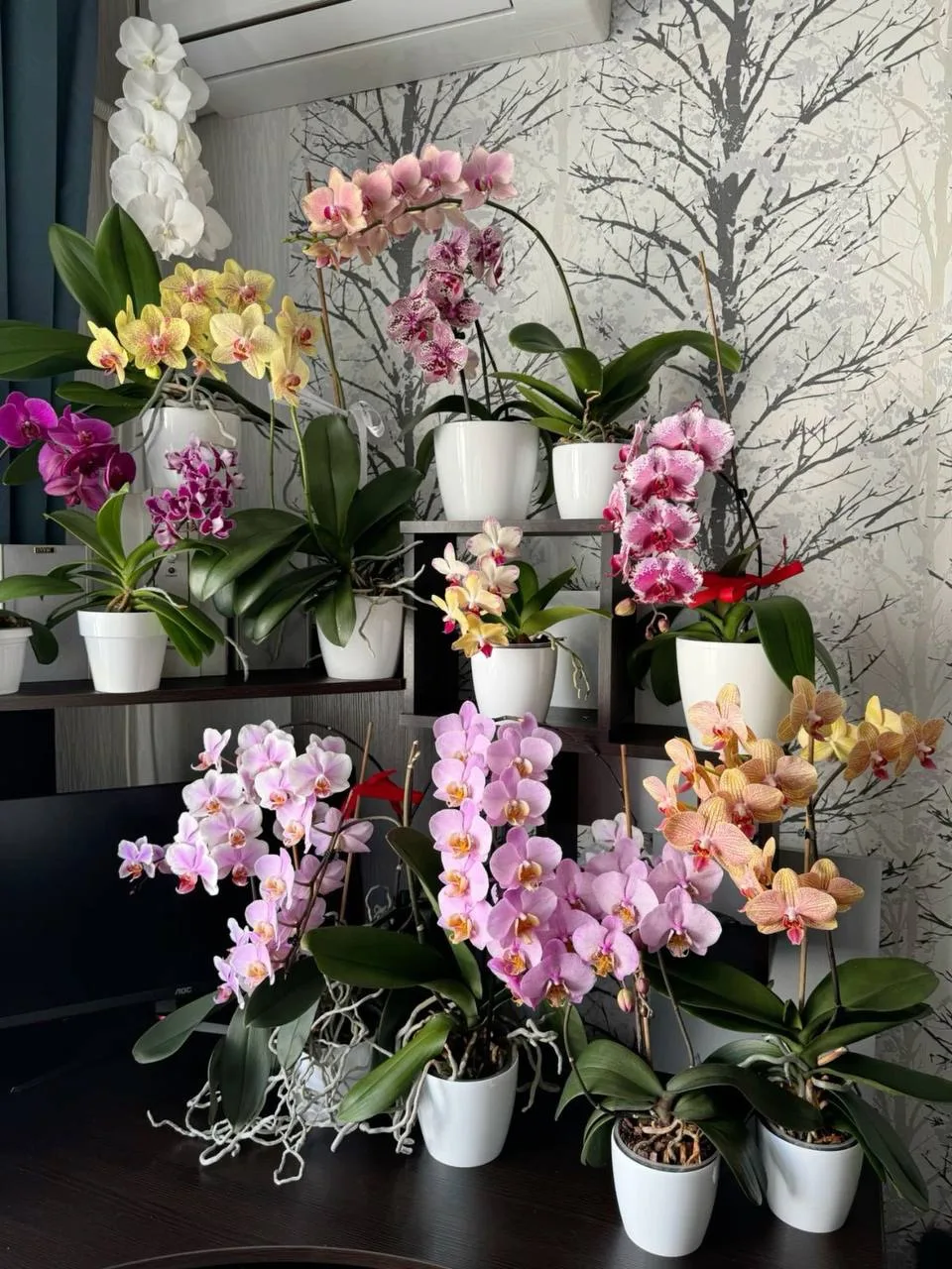 Выбор горшка и субстрата для орхидей 🌸