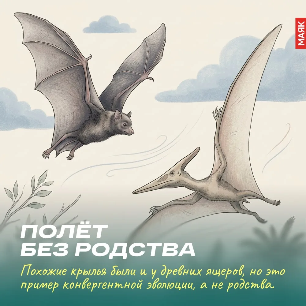 👾 С приходом темноты они бесшумно рассекают воздух. Летучие мыши испокон веков будораж...