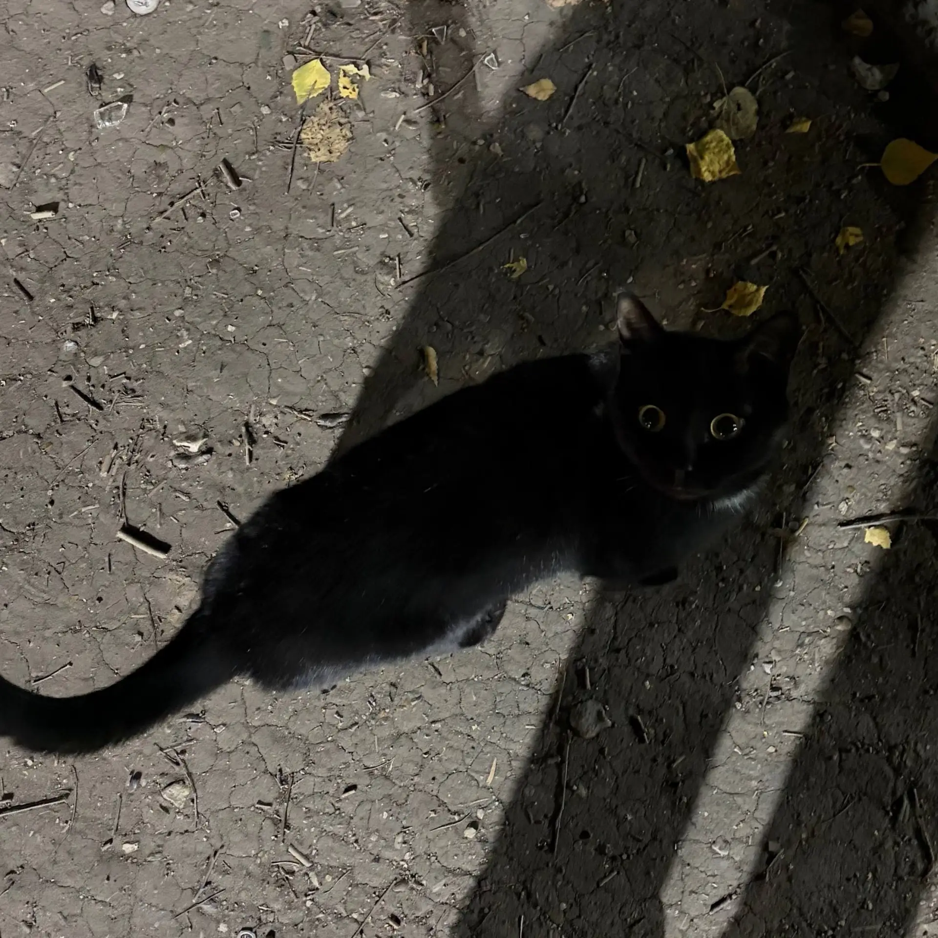 Короче, помогаем 🐾