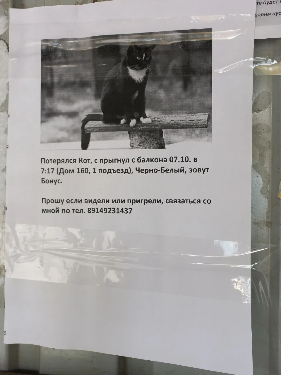 Объявление на остановках, кот так и не найден 🥺
