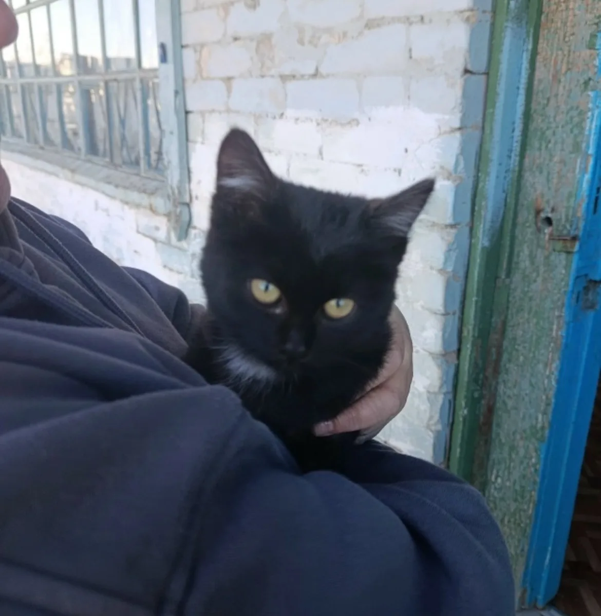 Ищем дом для девочки, подкидыш, возраст примерно 2 месяца, помощь в стерилизации, лоток...