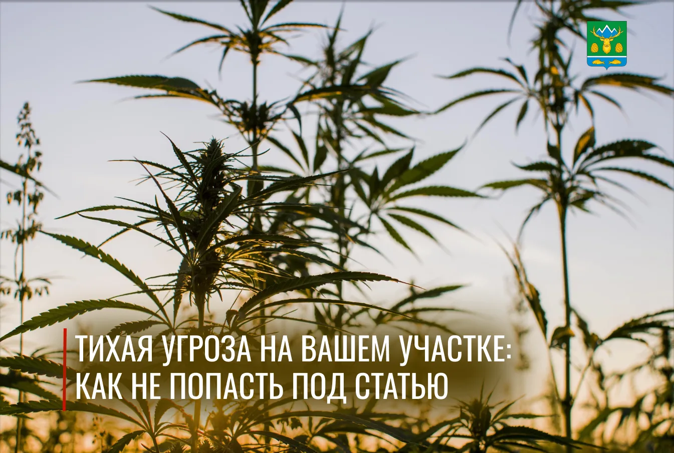 Конопля на участке: осенью поздно не бывает