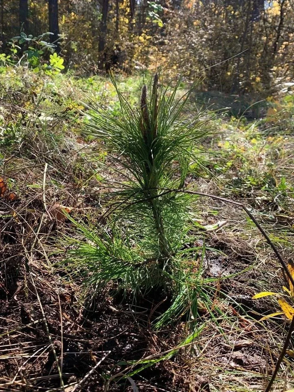 🌲 В Челябинском городском бору появились новые кедры