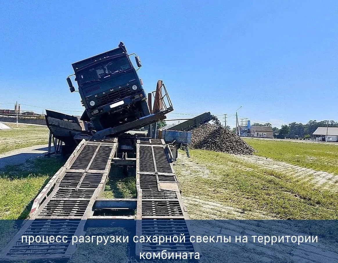 Курганинский комбинат продолжает оптимизировать процесс разгрузки сахарной свеклы