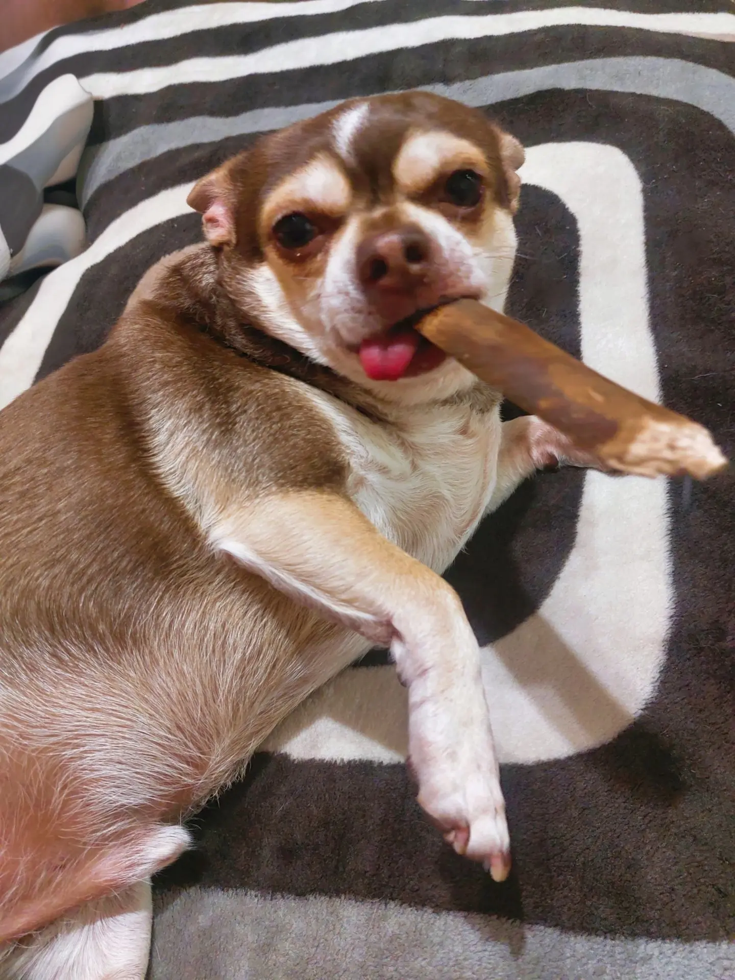 Ох уж эти детки!😁🐶🙈