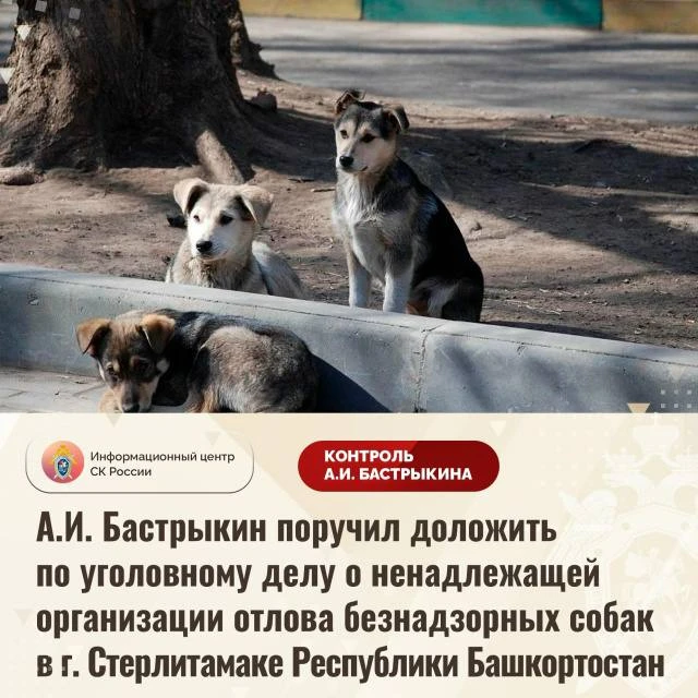 А.И. Бастрыкин поручил доложить по уголовному делу о ненадлежащей организации отлова бе...