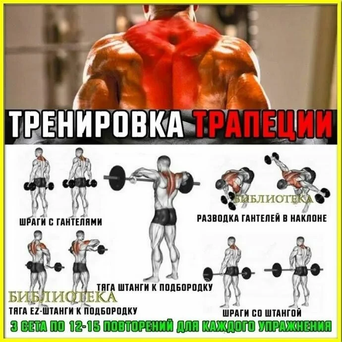 Трапециевидная мышца — крупная парная мышца верхней части спины, которая тянется от осн...