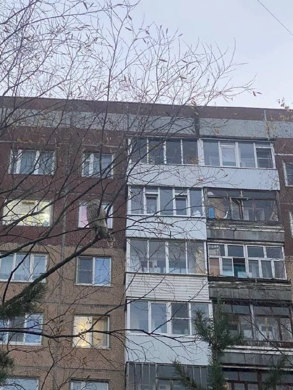 На Московском увидели сову.