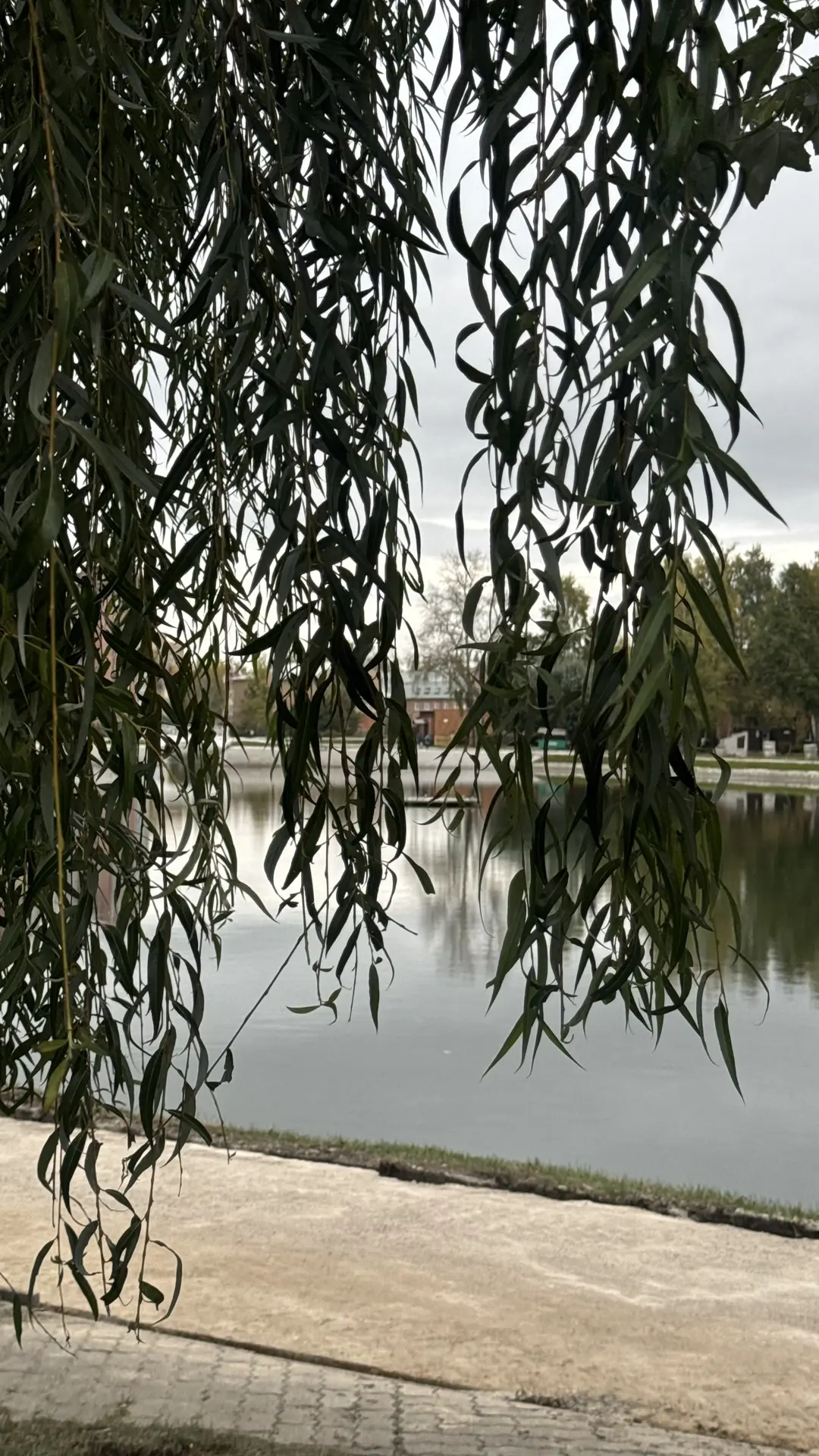 Очень люблю ивы.