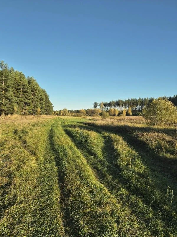 🌲🍂🌲 В лесу у села Иловай-Бригадирское