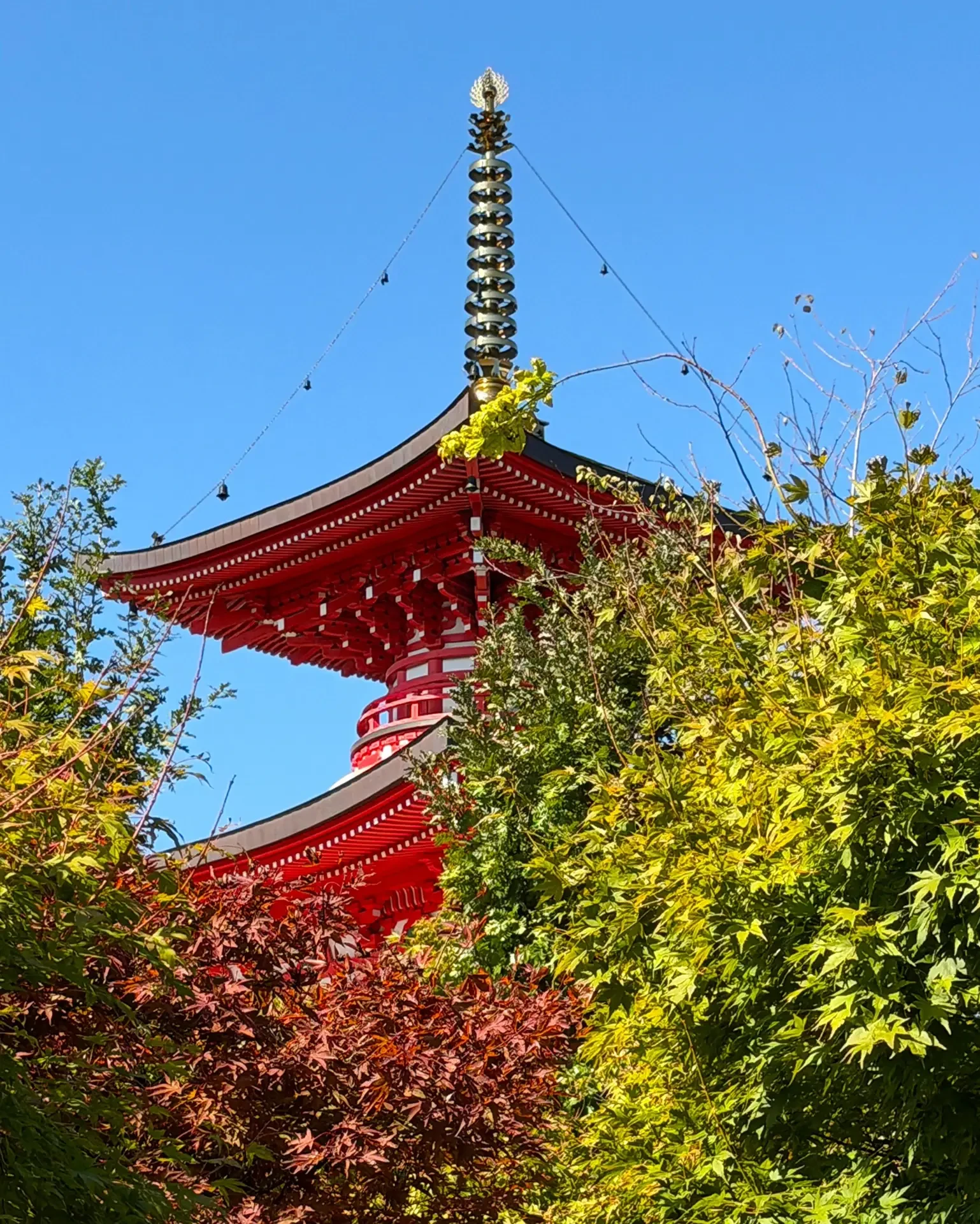 Сегодня в Японском саду ☀️🎎