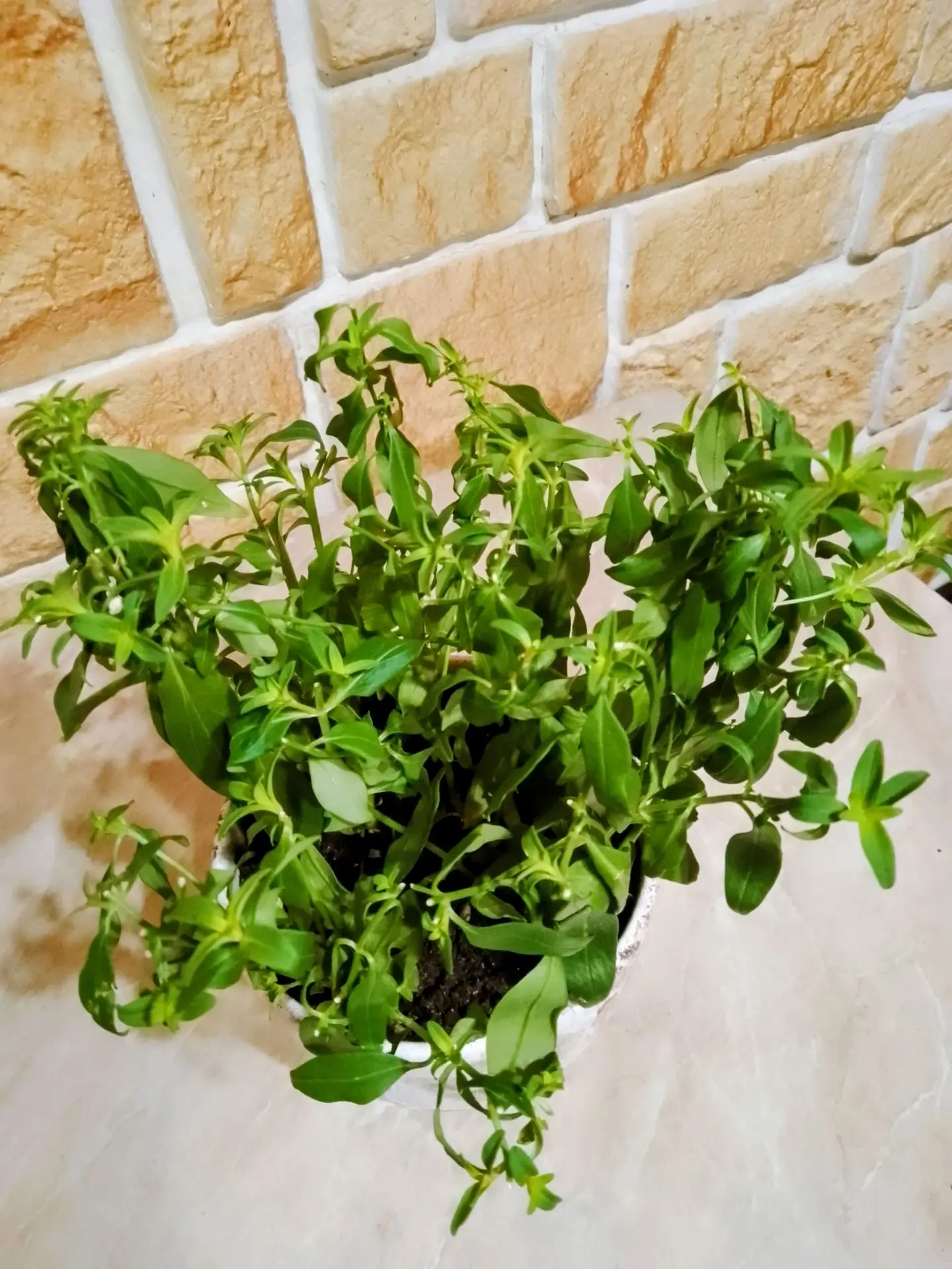 Первые листочки: львиный зев просыпается! 🌱