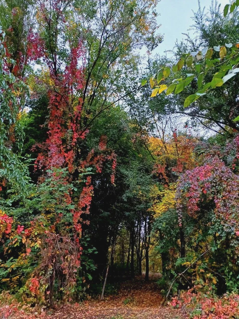 🍂 Осень в вечернем Красном Луче