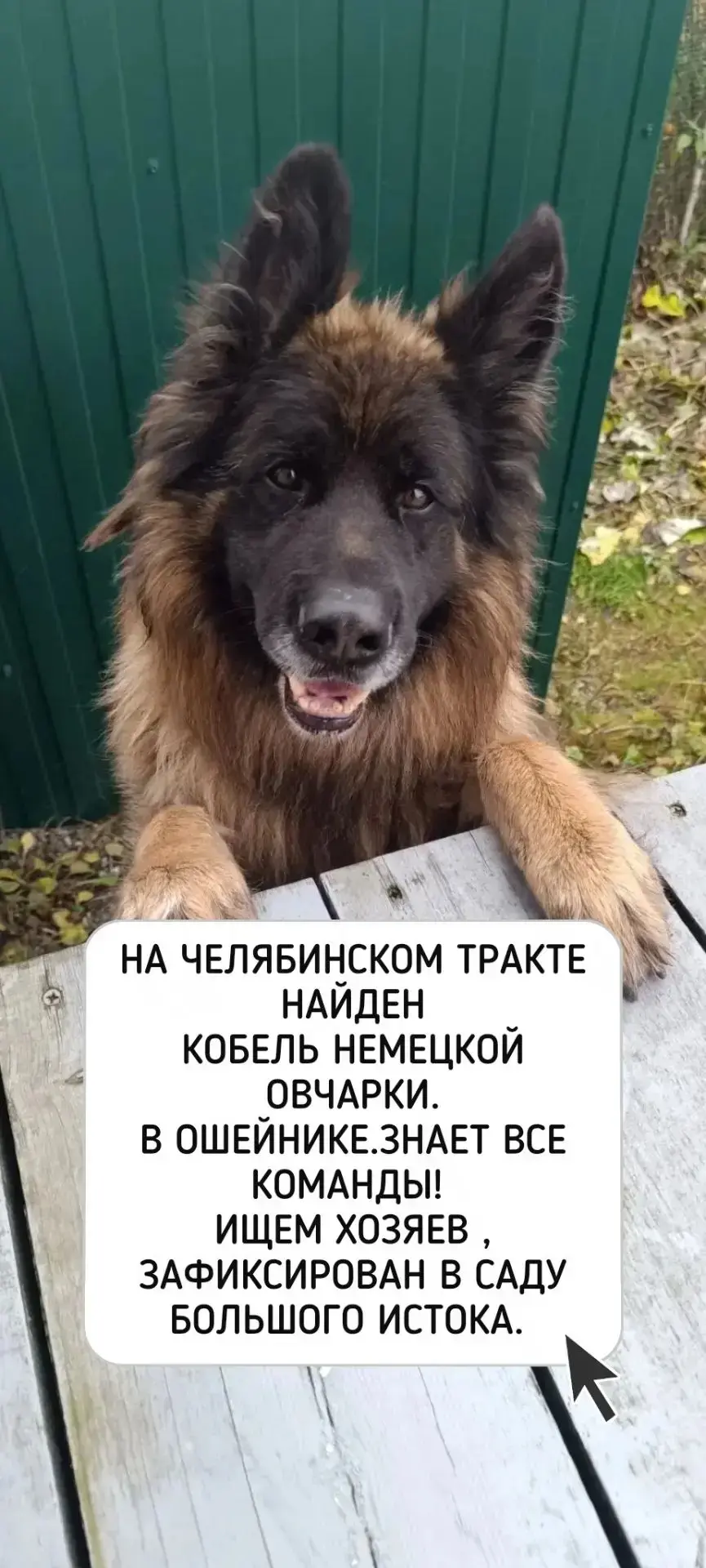 ‼️ Бегал по трассе, прошу помочь найти владельцев 🙏. Собака очень сообразительная, нем...