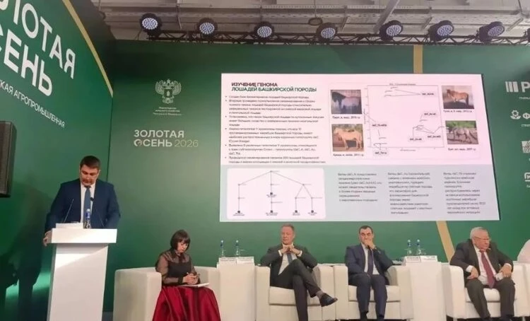 Расшифровка генома башкирской лошади повысит эффективность табунного коневодства