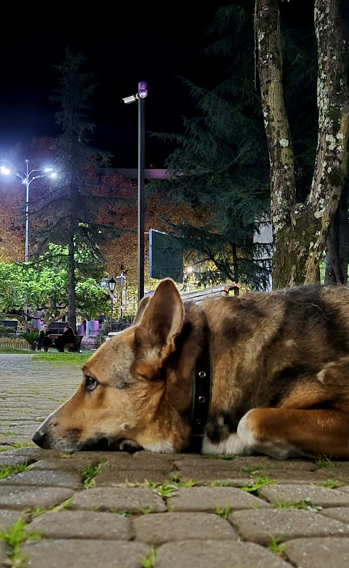Сквер возле кинотеатра "Восход"😎. Октябрь, ночь🌚🍁🍂).