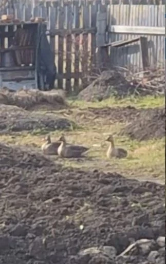 😌 Сидят, никому не мешают...