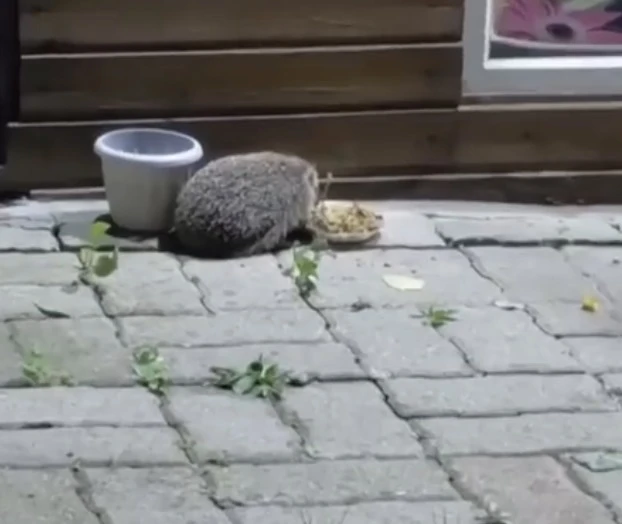 🦔 Колючий визитёр: ёж из Заволжского района облюбовал кошачью столовую