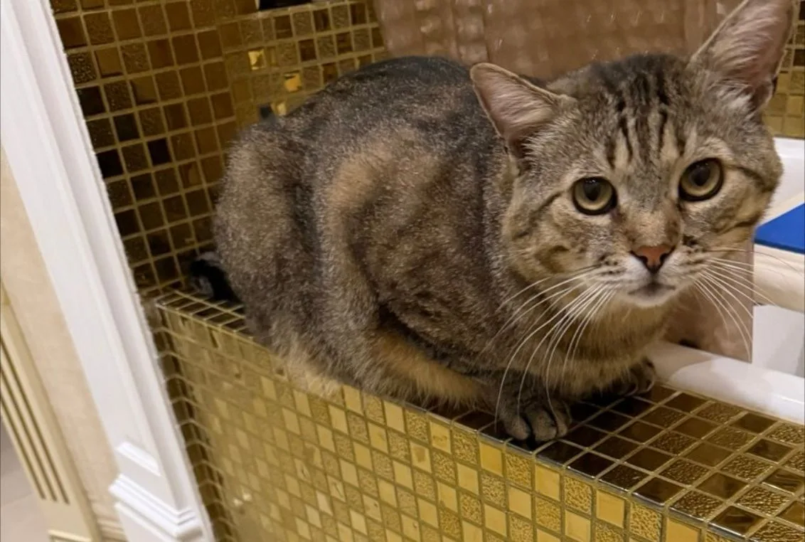 🐈‍⬛ Доброе утро, я готовлюсь принимать утреннюю ванну.