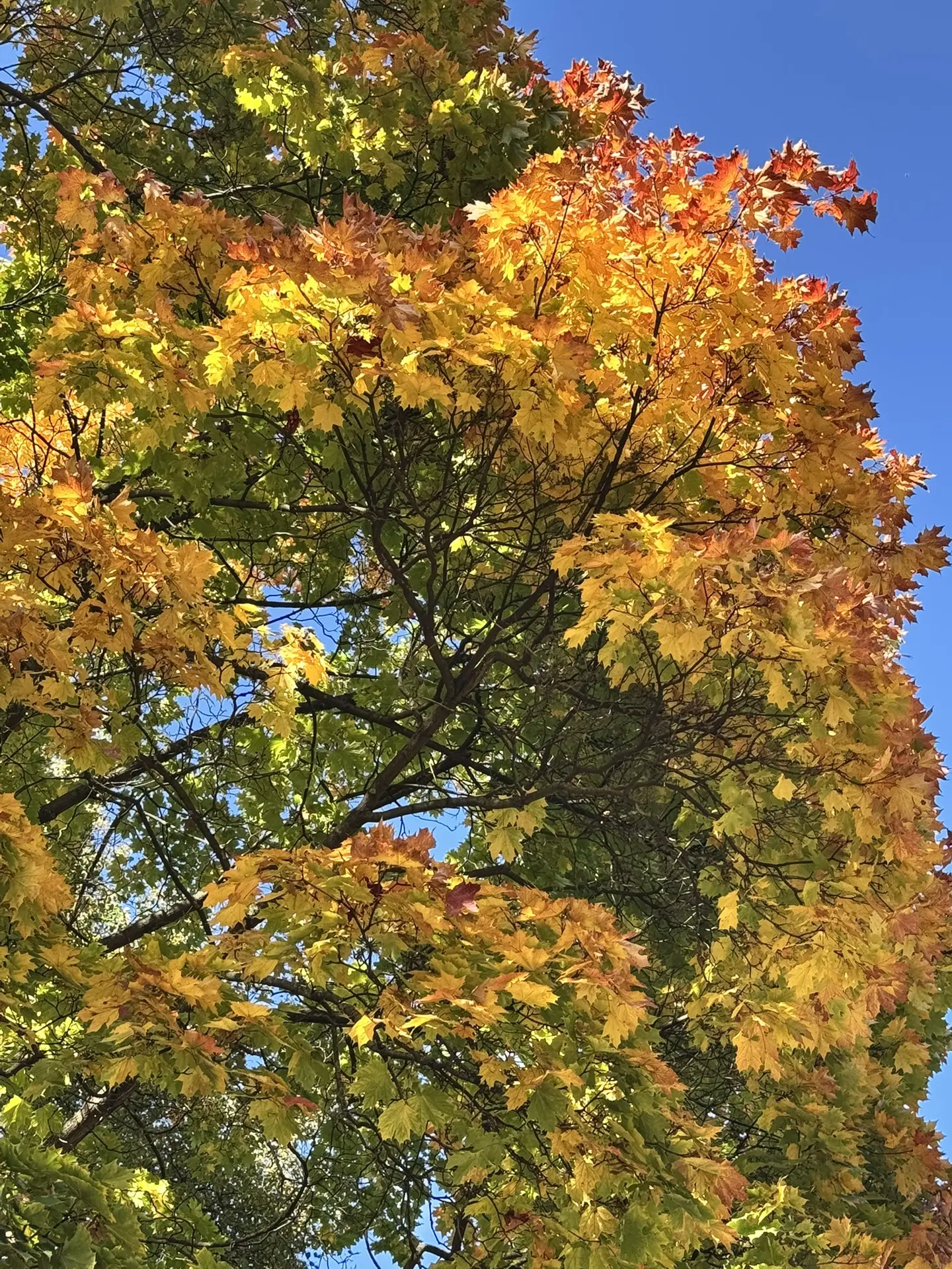 Доброго времени суток, дорогие 🍁