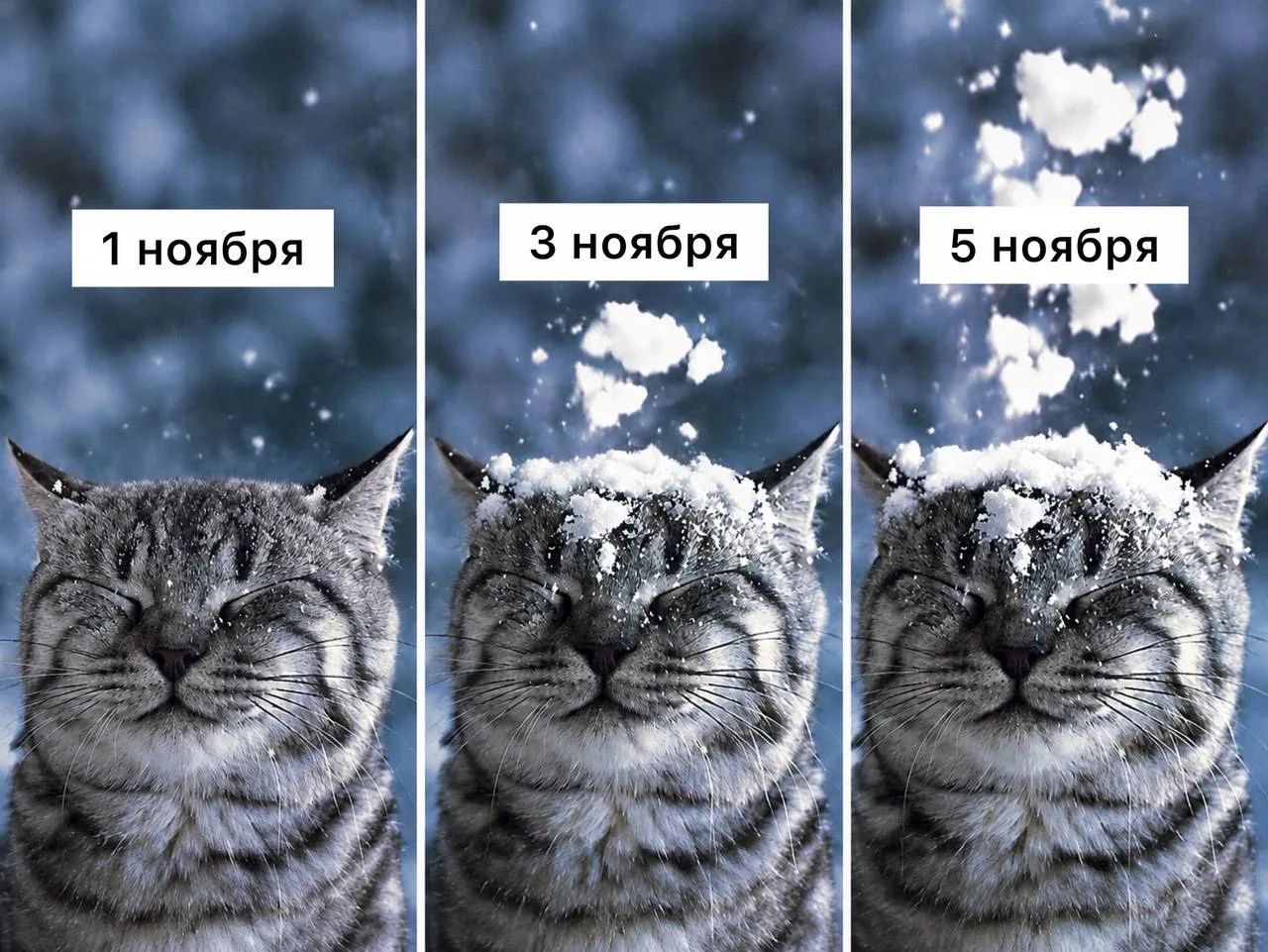 ❄️ Снег в Москве может выпасть в первой пятидневке ноября, — синоптикм