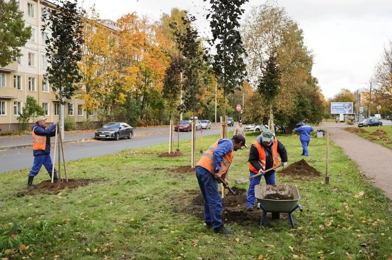 🍂 Петербург готовится к зиме: за неделю в городе высадили более 4,5 тысячи деревьев и ...