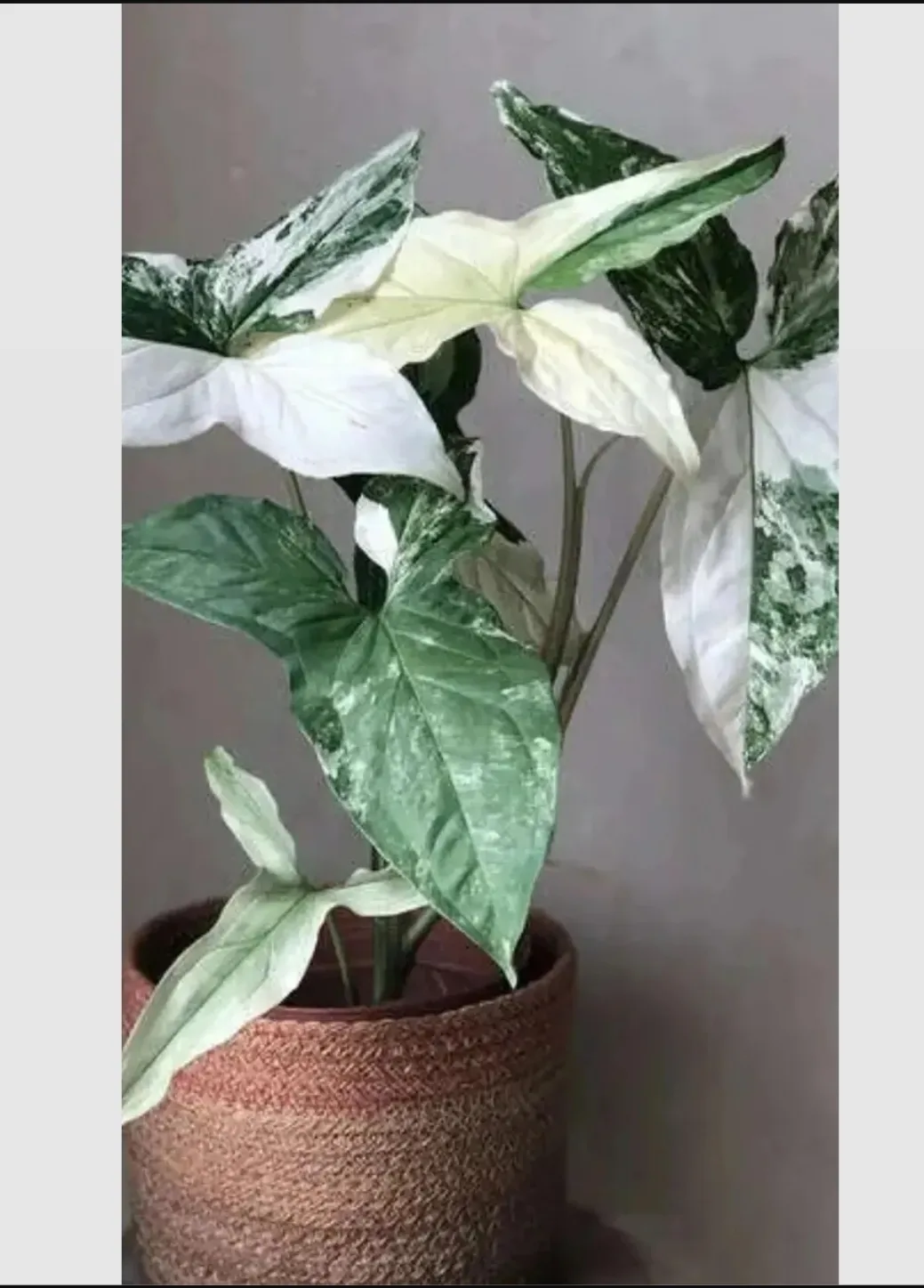 Сингониум Imperial white