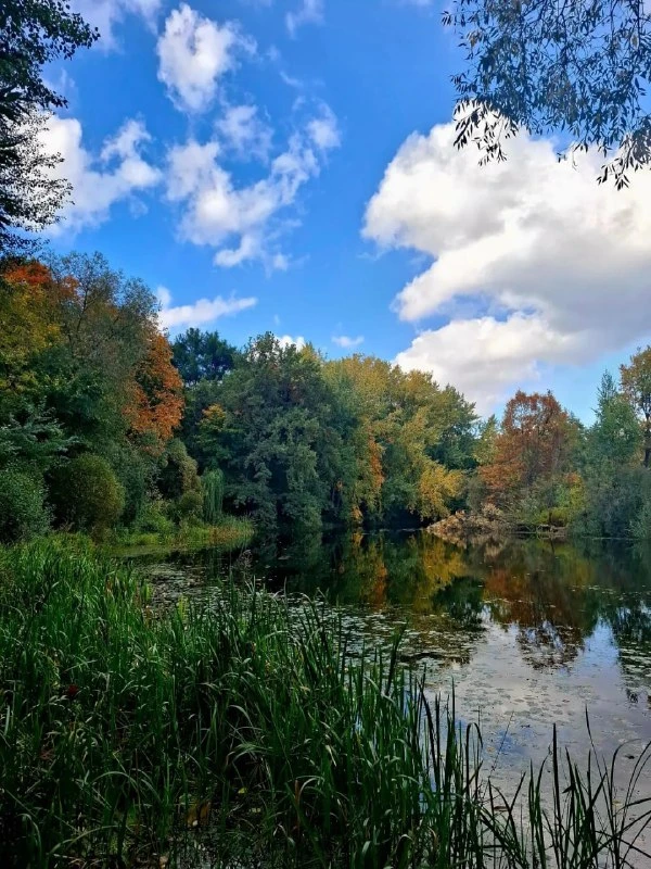 🌳 Осень в районе Покровское-Стрешнево