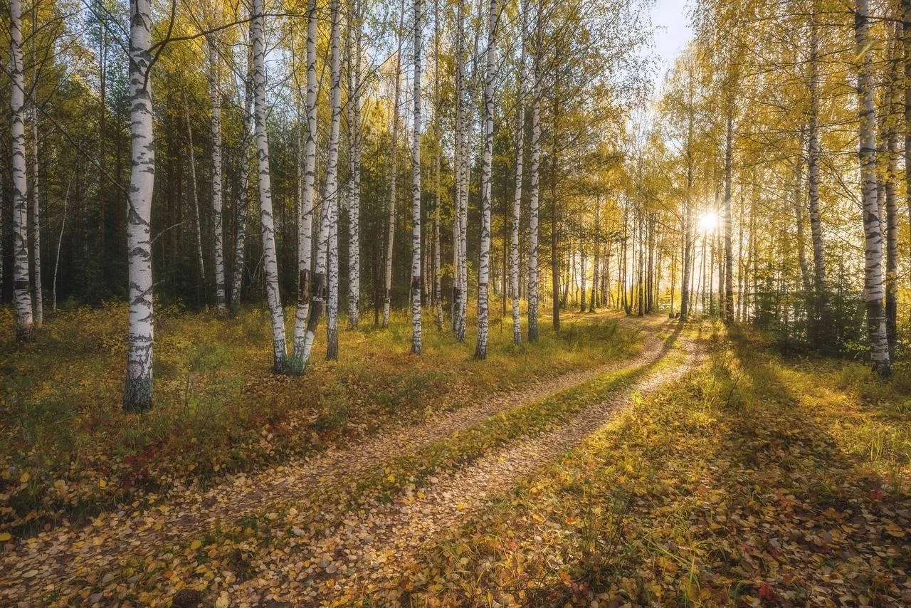 Доброе утро. Золотая осень в березовой роще, Кировская область.